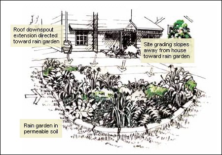 Rain Gardens and Bioswales